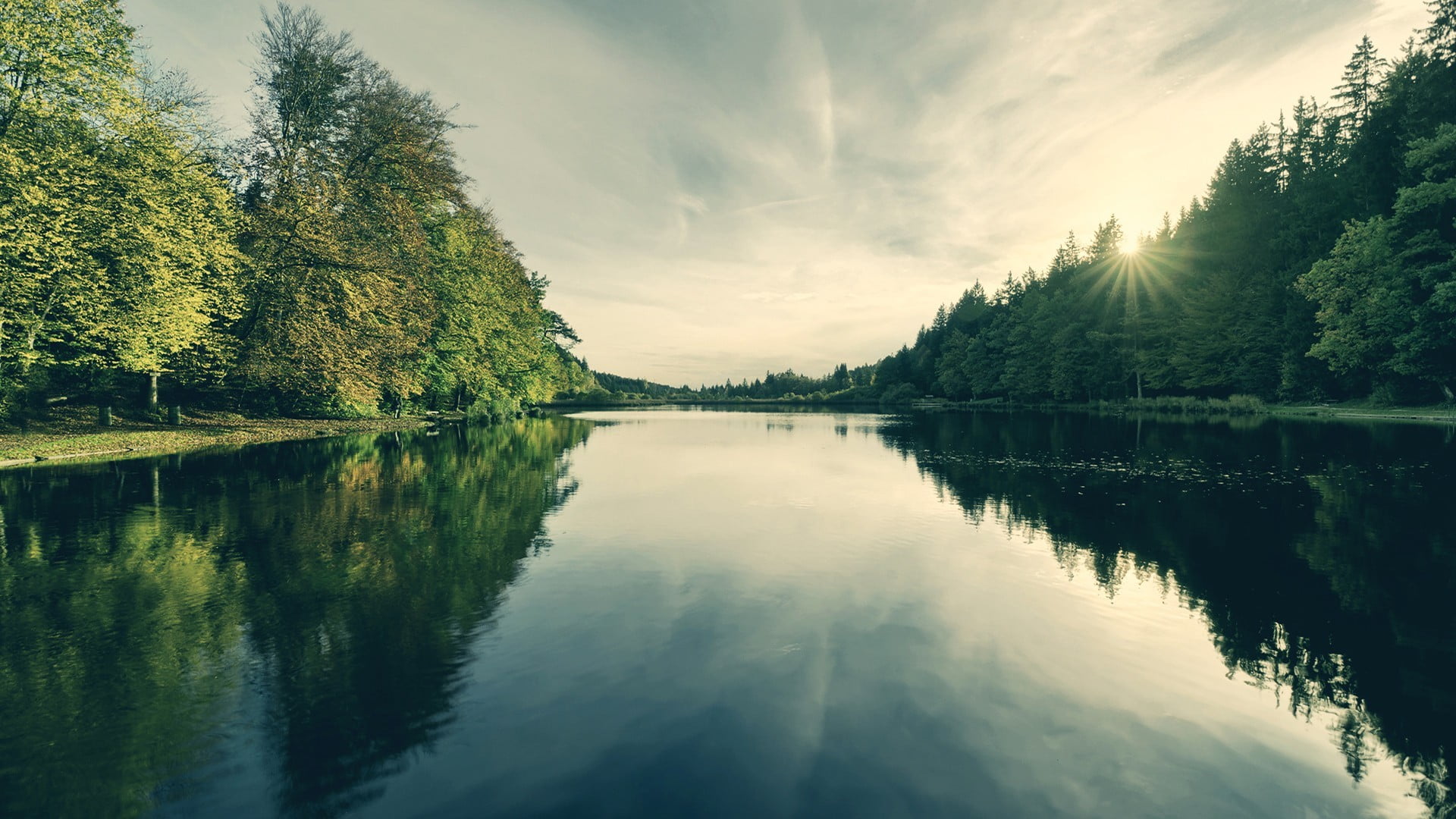 green trees, river, forest