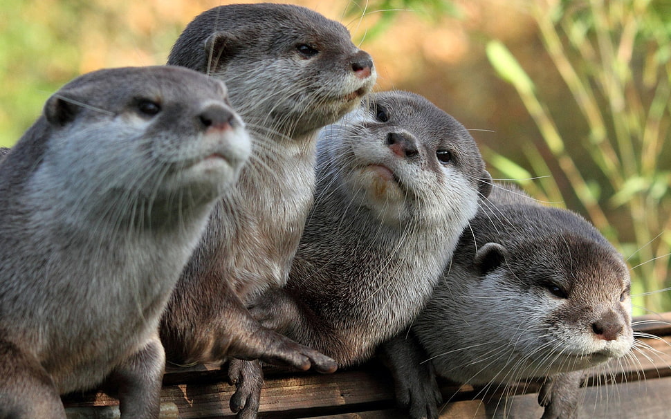 four gray animals HD wallpaper