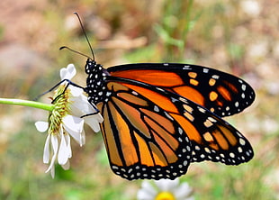 Danaus Plexippus perched on white petaled flower, monarch butterfly, wisconsin