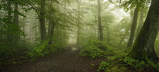 green forest, forest, path, mist, morning HD wallpaper