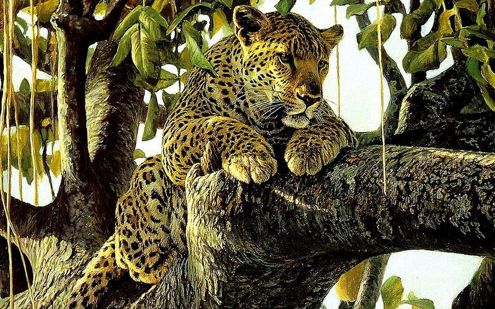 Cheetah resting on tree branch HD wallpaper