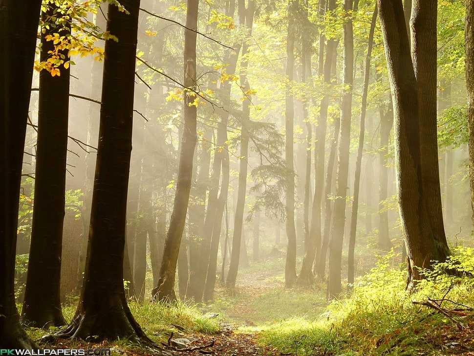 green leafed tree, grass, trees, mist, forest HD wallpaper
