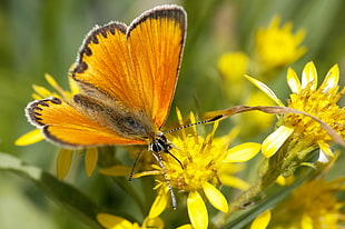 brown butterfly on flower, argus