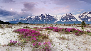 pink flowers with green leaves, mountains, snow, sand