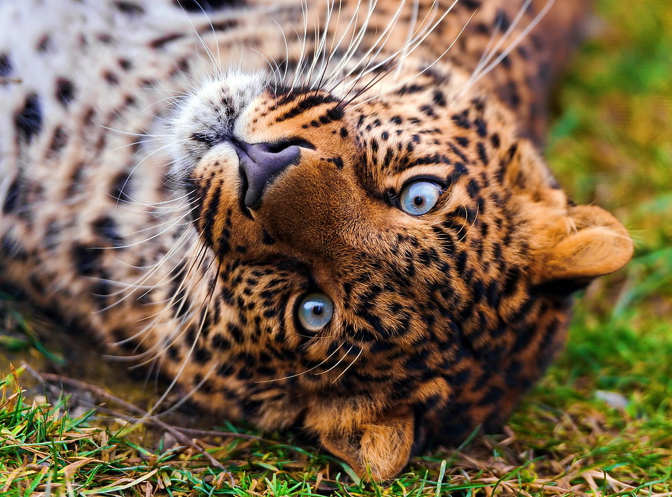 brown leopard HD wallpaper
