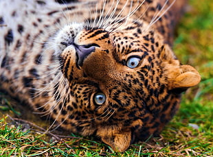 brown leopard
