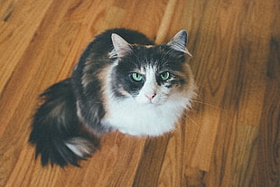 long-fur calico cat, Cat, Muzzle, Fluffy