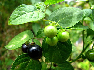 green and black fruits, solanum americanum HD wallpaper