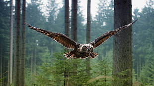 brown and white owl flying midair between trees at daytime