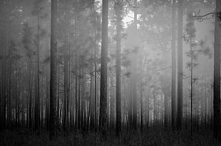 forest illustration, forest, mist, trees, grass HD wallpaper