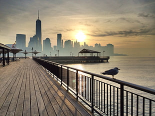 seagull on dock railing near the sea during golden hour HD wallpaper