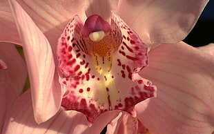 white and pink Orchid flower
