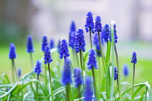 blue Grape Hyacinth flowers in bloom at daytime