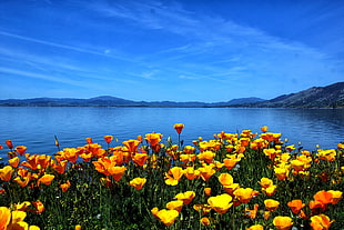 photography of yellow Poppy flower beside body of water, grass