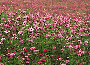 pink and red Cosmos flower field at daytime HD wallpaper