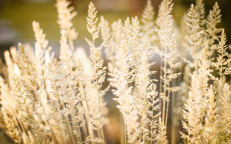 grey grass close-up photo HD wallpaper