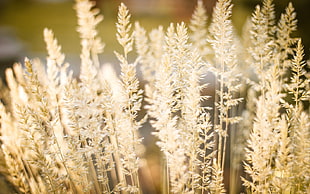 grey grass close-up photo