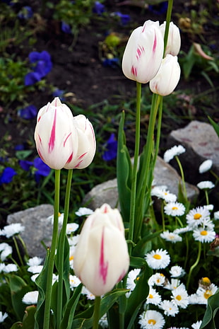 white flowers, tulips HD wallpaper