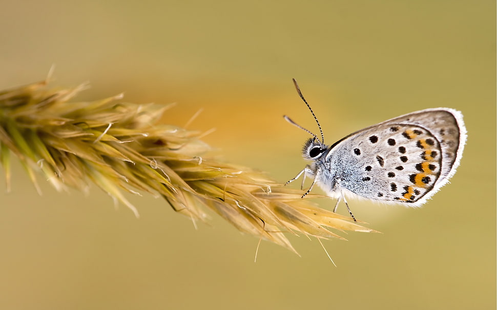 gray winged butterfly HD wallpaper