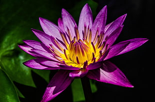 close up photo of purple lotus flower HD wallpaper
