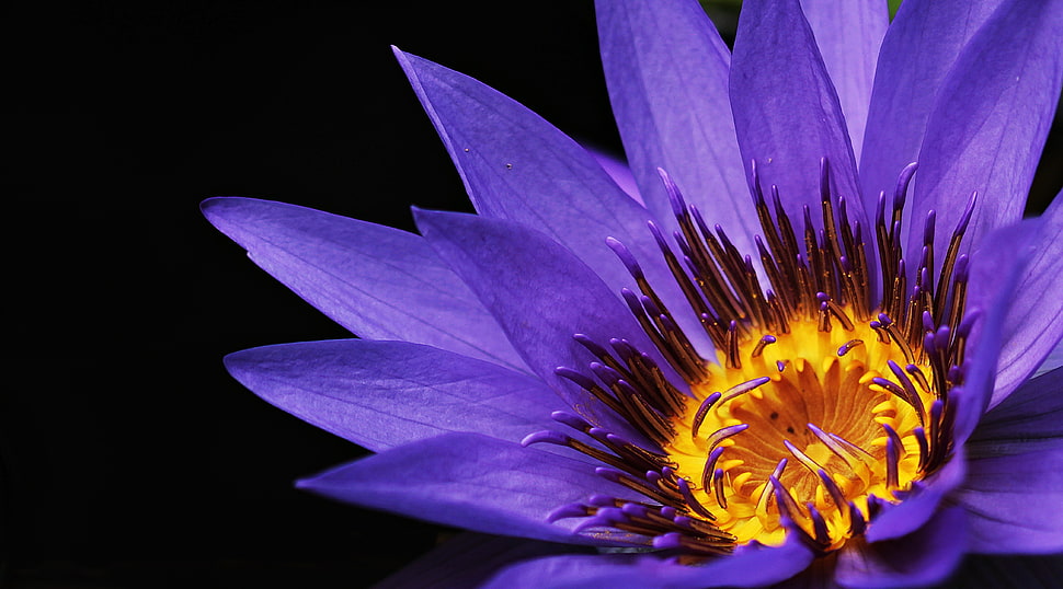 close up photo of purple and yellow Gerbera flower HD wallpaper