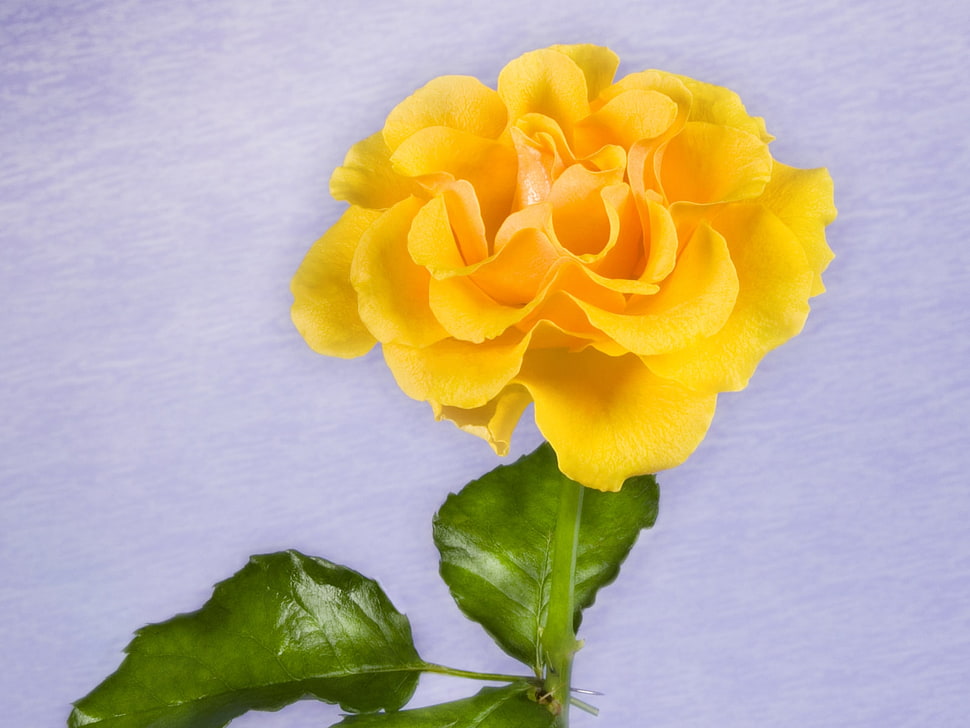 closeup photo of yellow petaled flower HD wallpaper