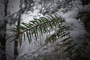 green and white tree, fir HD wallpaper