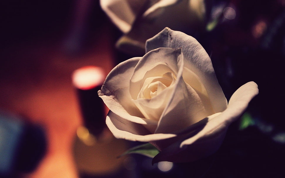 selective focus photo of white Rose flower HD wallpaper