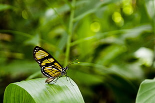 yellow and black butterfly on green leaf