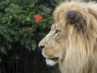selective focus of beige lion, lions