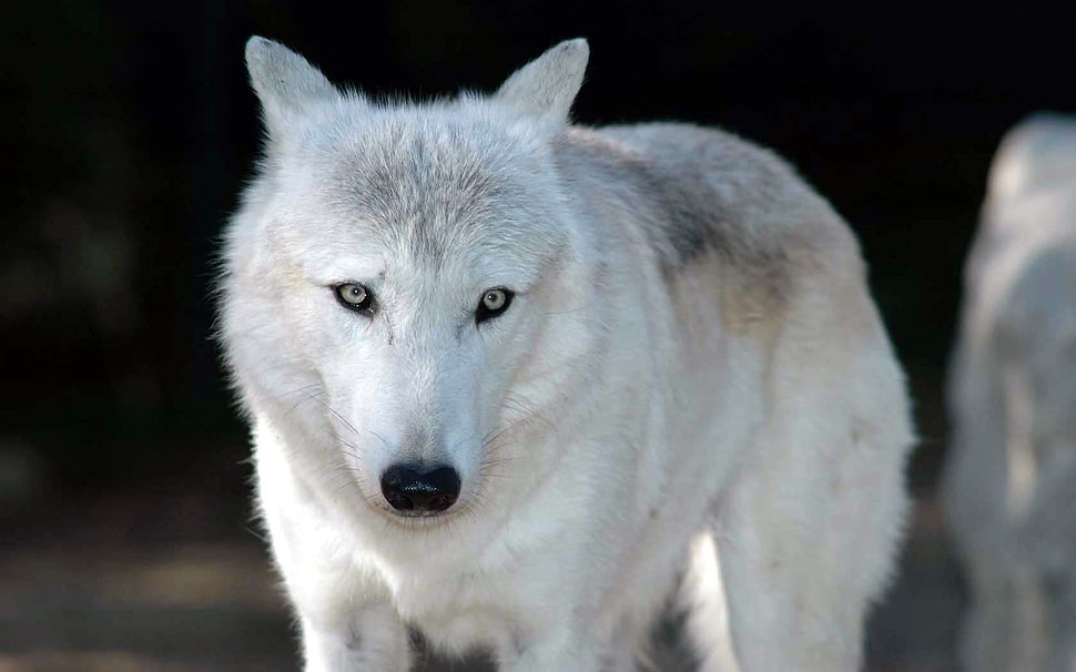 white wolf, wolf, animals HD wallpaper
