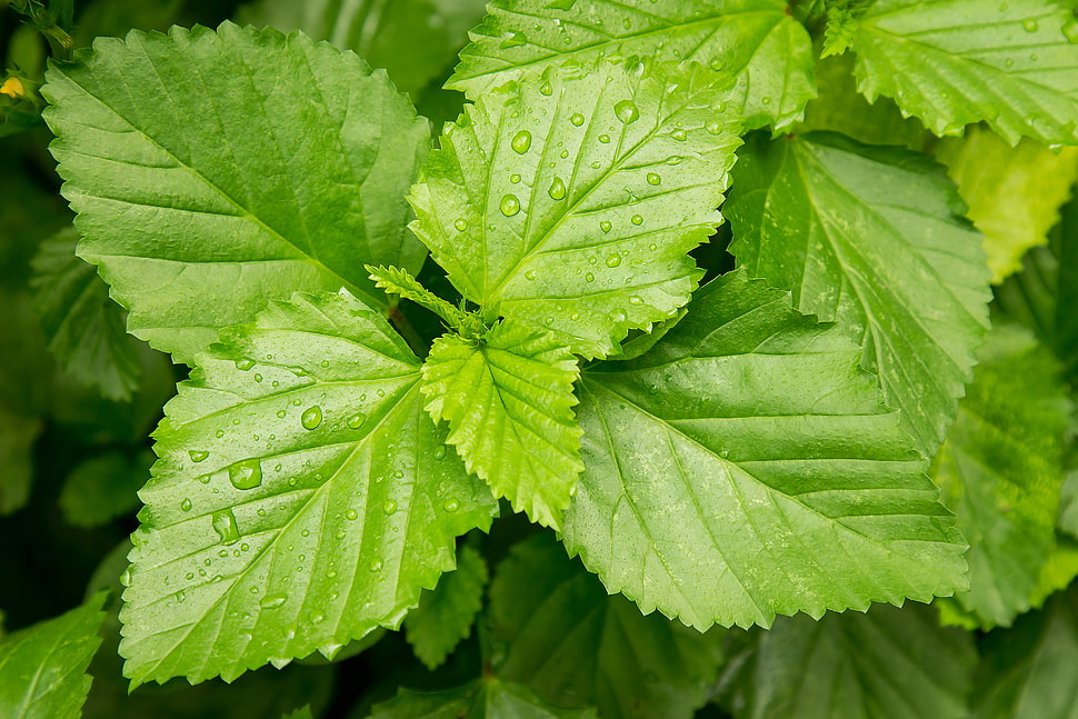 mint leaves, Leaves, Drops, Dew HD wallpaper