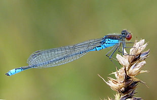 blue and black Dragonfly focus photo