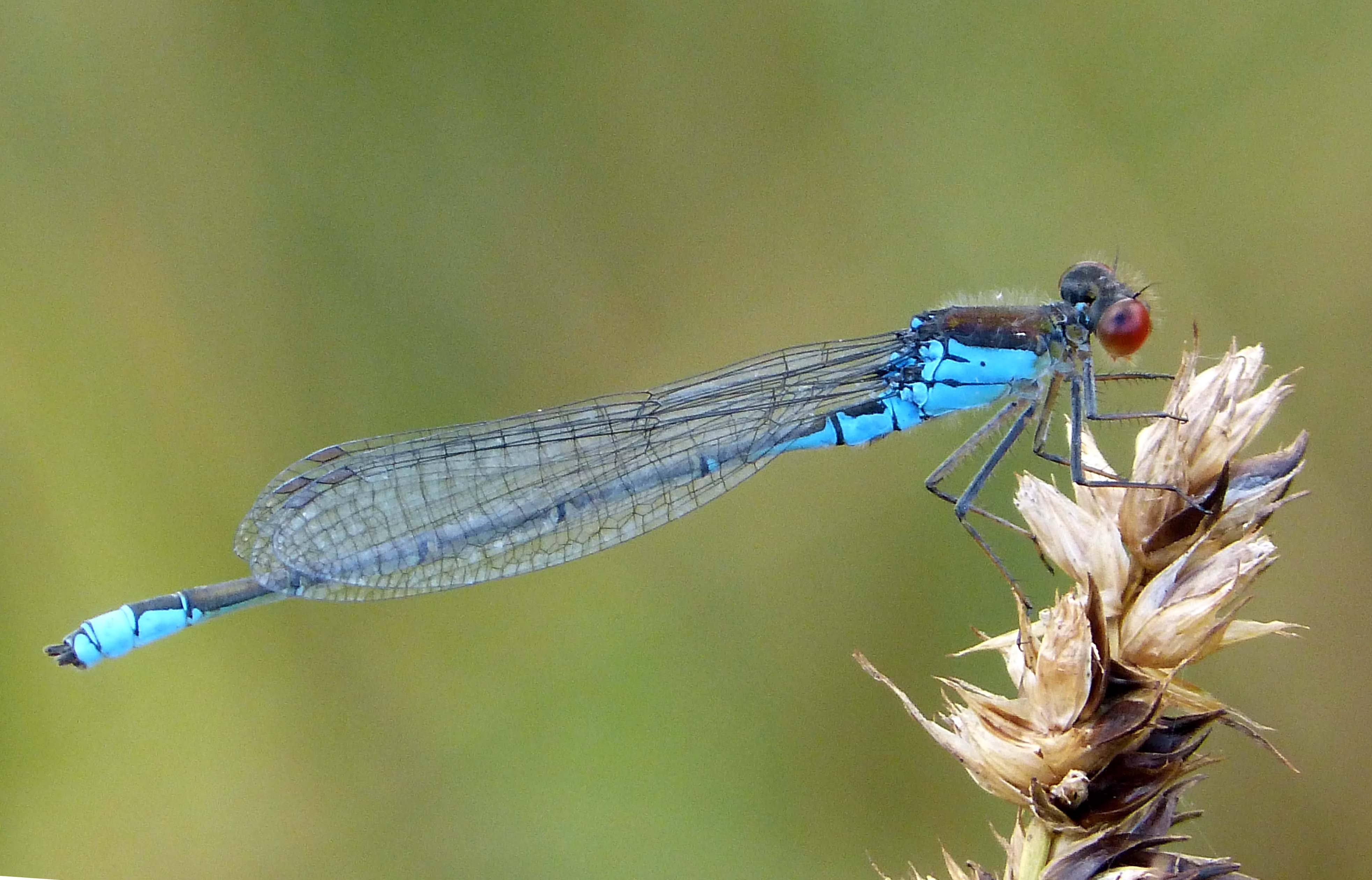blue and black Dragonfly focus photo