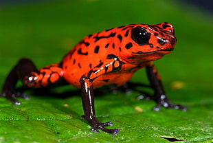 red and black frog, frog, animals, nature, poison dart frogs
