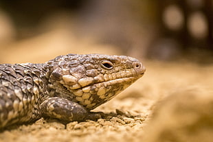 selective focus photography of brown lizard
