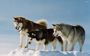 white and grey wolf, dog, Siberian Husky , snow, Alaskan Malamute