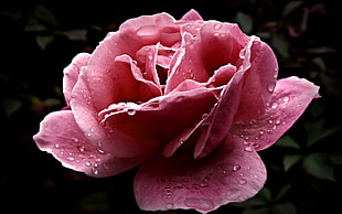 pink rose with dewdrops HD wallpaper