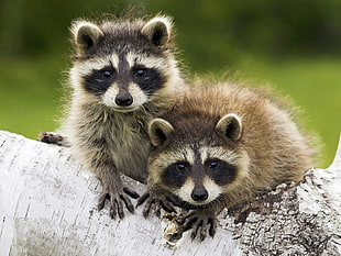 two brown and white kittens, animals, raccoons, baby animals