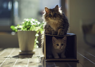brown kitten, cat, photography, sunlight HD wallpaper