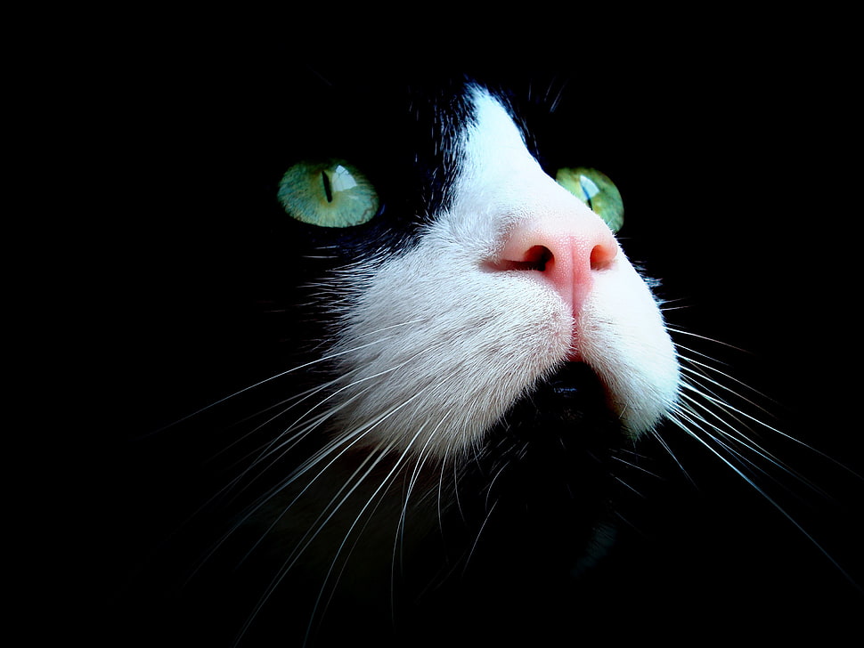 black and white cat, cat, animals HD wallpaper