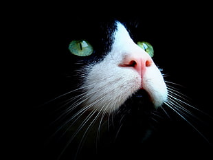 black and white cat, cat, animals