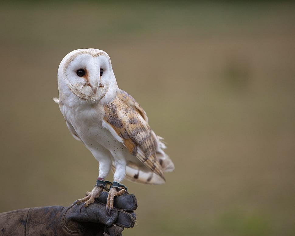 selected photography of white and brown Owl during daytime HD wallpaper