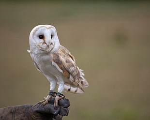 selected photography of white and brown Owl during daytime