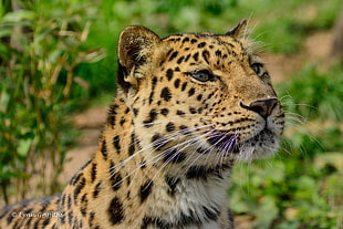 brown leopard