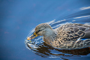 close up photography of Mallard duck