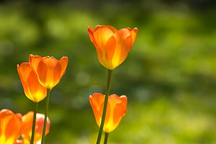 selective focus photo of orange Tulips HD wallpaper