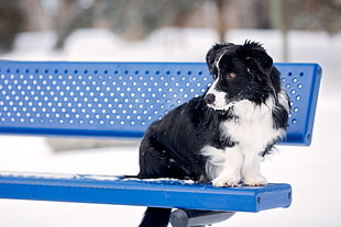 border collie on blue steel bench during day time