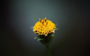yellow flower, flowers, macro, marigolds, plants HD wallpaper