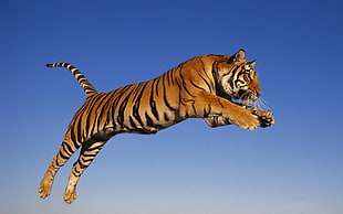 photo of Tiger leap
